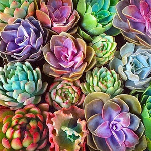 Meet your Posher, Sj